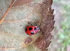 Endomychus coccineus