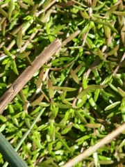Crassula helmsii
