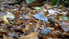 Coprinopsis