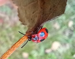 Endomychus coccineus
