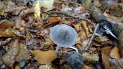 Coprinopsis