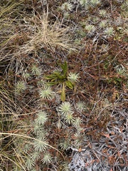 Aciphylla monroi