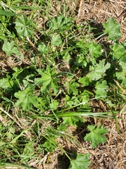 Malva parviflora