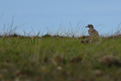 Burhinus oedicnemus