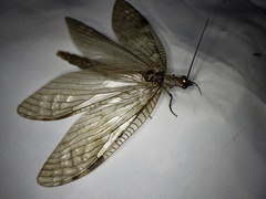 Parachauliodes continentalis