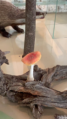 Amanita parcivolvata