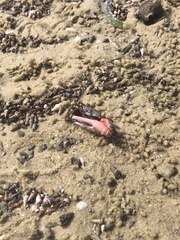 Austruca occidentalis