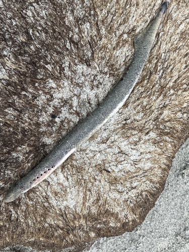 Arctic lamprey (Lethenteron camtschaticum) — Petromyzontidae — 2