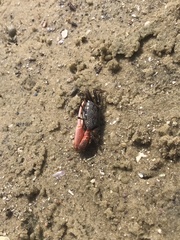 Austruca occidentalis