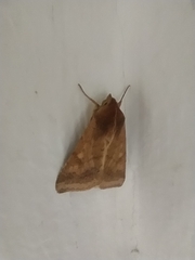 Helicoverpa armigera