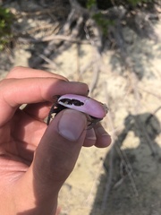 Austruca occidentalis