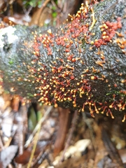 Nectriaceae