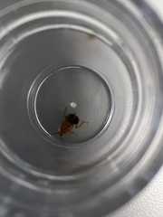 Parcoblatta pennsylvanica