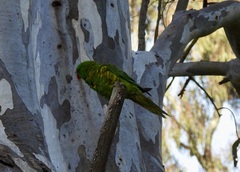 Trichoglossus chlorolepidotus