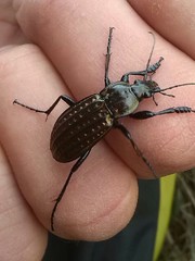 Carabus clatratus