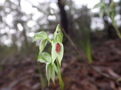 Pterostylis chocolatina