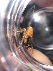 Parcoblatta pennsylvanica