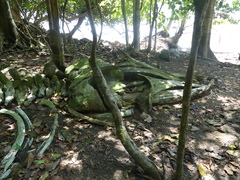 Megaptera novaeangliae