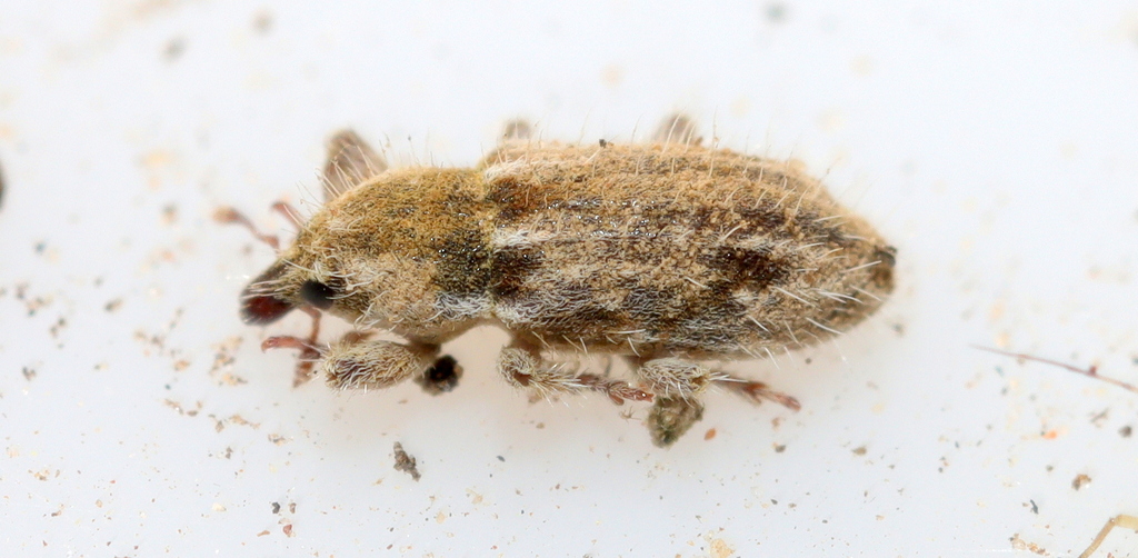 Microlarinus pilosus