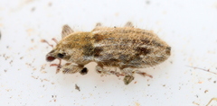Microlarinus