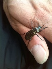 Carabus clatratus