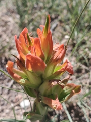 Castilleja integra