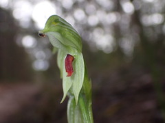 Pterostylis chocolatina