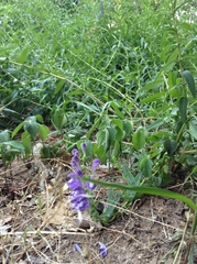 Scutellaria baicalensis