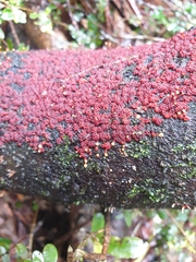 Nectriaceae