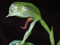 Pterostylis chocolatina