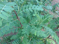 Astragalus mongolicus