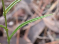 Pterostylis chocolatina