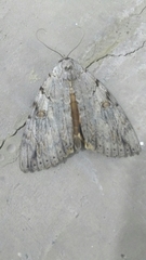 Catocala subnata