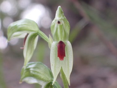 Pterostylis chocolatina