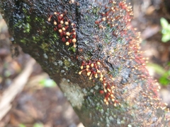 Nectriaceae