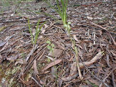 Pterostylis chocolatina