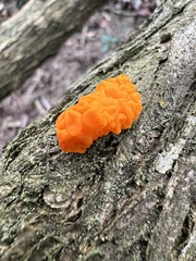 Tremella mesenterica