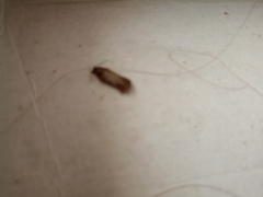 Plodia interpunctella