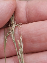 Poa secunda