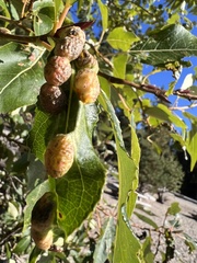 Thecabius populimonilis