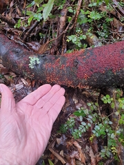 Nectriaceae