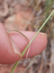 Poa secunda