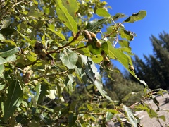 Thecabius populimonilis