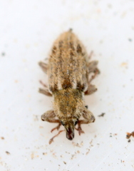 Microlarinus