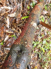 Nectriaceae