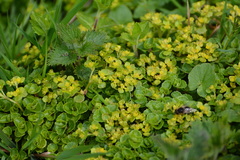 Chrysosplenium oppositifolium