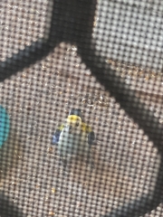 Platycercus adscitus