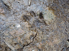 Aonyx capensis capensis