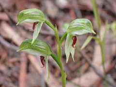 Pterostylis chocolatina