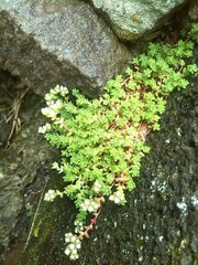 Sedum